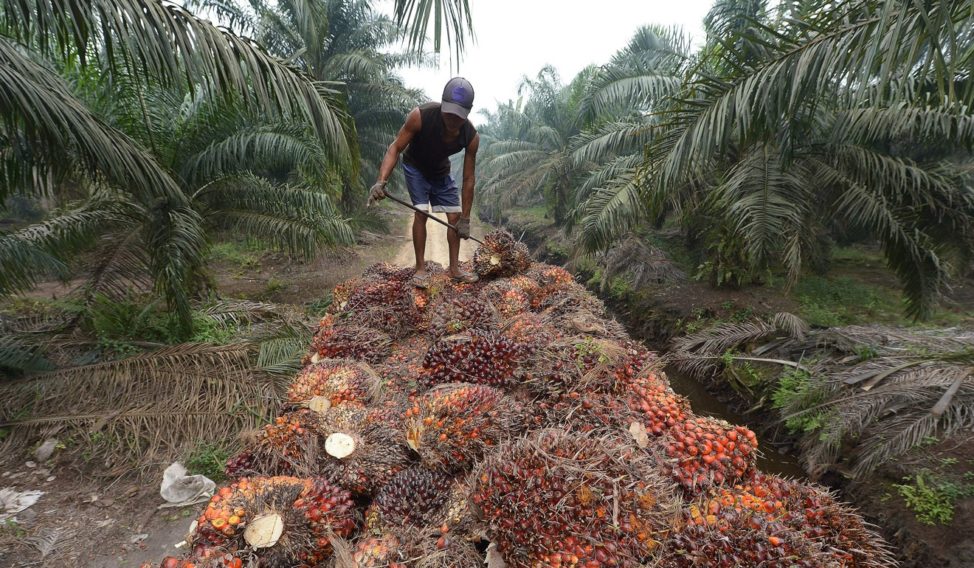 Oil Palm Plantations and Water Grabbing: Ivory Coast and Gabon